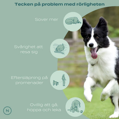 Hundars problem med rörlighet